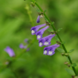 半枝蓮(瘦黃芩)