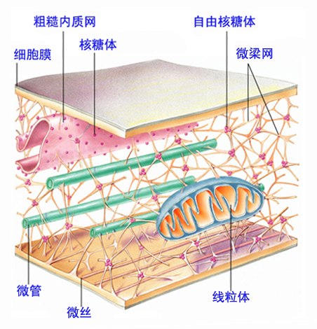 細胞骨架圖