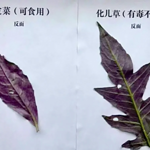 化兒草