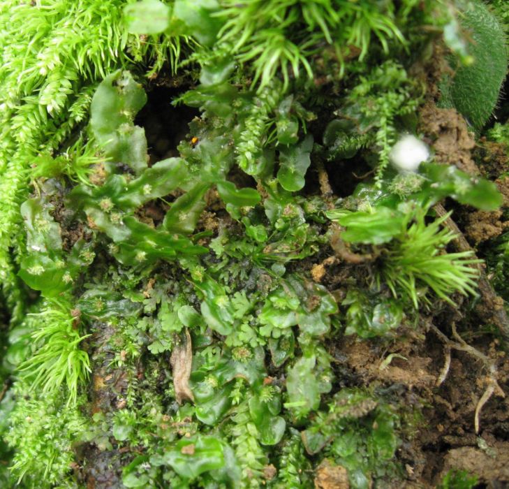 花萼苔屬 花萼苔屬