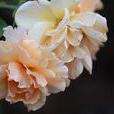 天鵝湖(薔薇屬月季栽培品種) 天鵝湖(薔薇屬月季栽培品種)