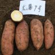 龍薯9號 龍薯9號