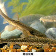 巴馬油魚 巴馬油魚
