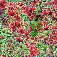 滿江紅(芍藥屬牡丹栽培品種) 滿江紅(芍藥屬牡丹栽培品種)