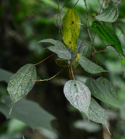 老熊花(錦葵科苘麻屬植物) 老熊花(錦葵科苘麻屬植物)