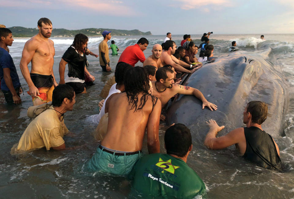直擊尼加拉瓜民眾助擱淺鯨魚脫困