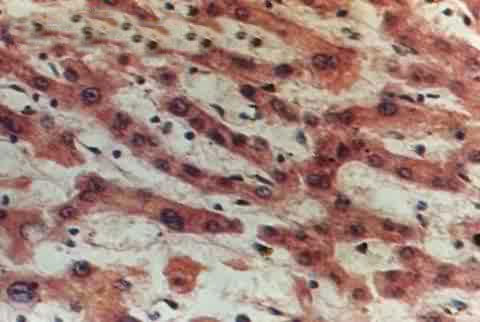 肝細胞