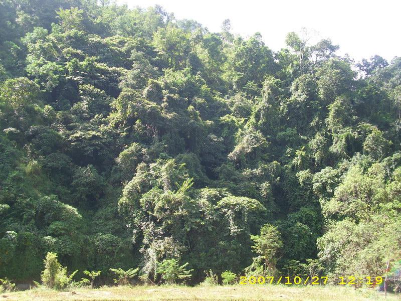 中山河雨林