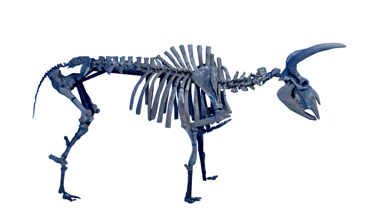 原始牛化石骨架