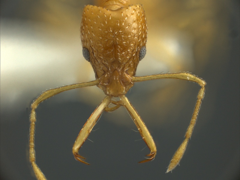 棘顎蟻屬的頭部
