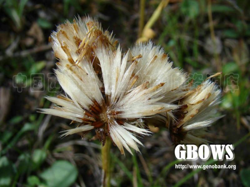 怒江紫菀 怒江紫菀