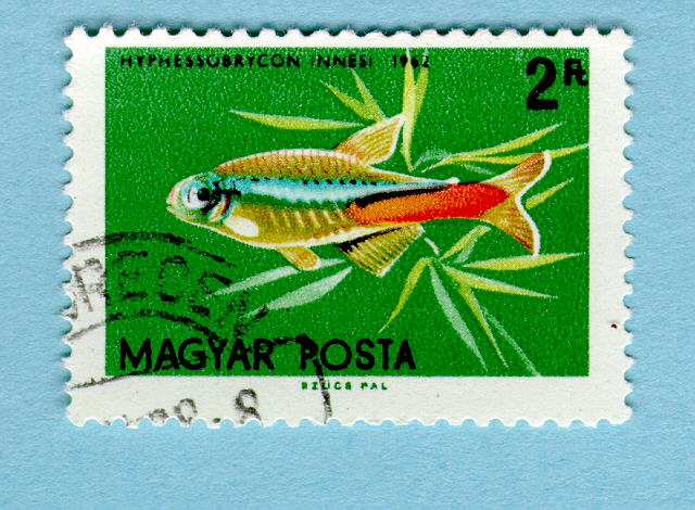 紅綠燈魚(紅綠燈（熱帶魚類名稱）)