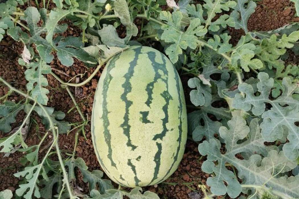 鄂西瓜3號 鄂西瓜3號