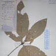 疏齒巴豆 疏齒巴豆