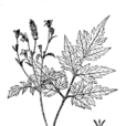 刺針草 刺針草