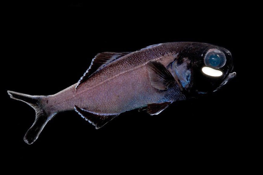 鯛形長鰭蝠魚 鯛形長鰭蝠魚