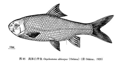 圖1.高體白甲魚