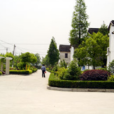 太平村(上海市嘉定區江橋鎮太平村)