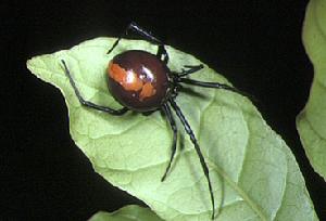 性食同類--紅背蜘蛛