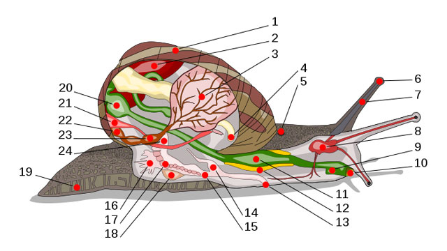 蝸牛解剖圖