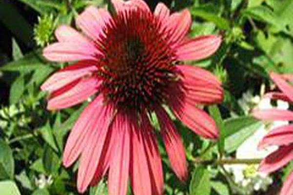 Echinacea \x27Twilight\x27 BIG SKY TWILIGHT