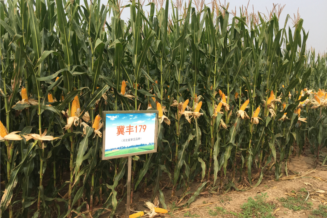 冀豐179 冀豐179
