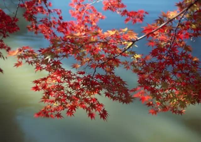 紅楓嶺村 紅楓嶺村