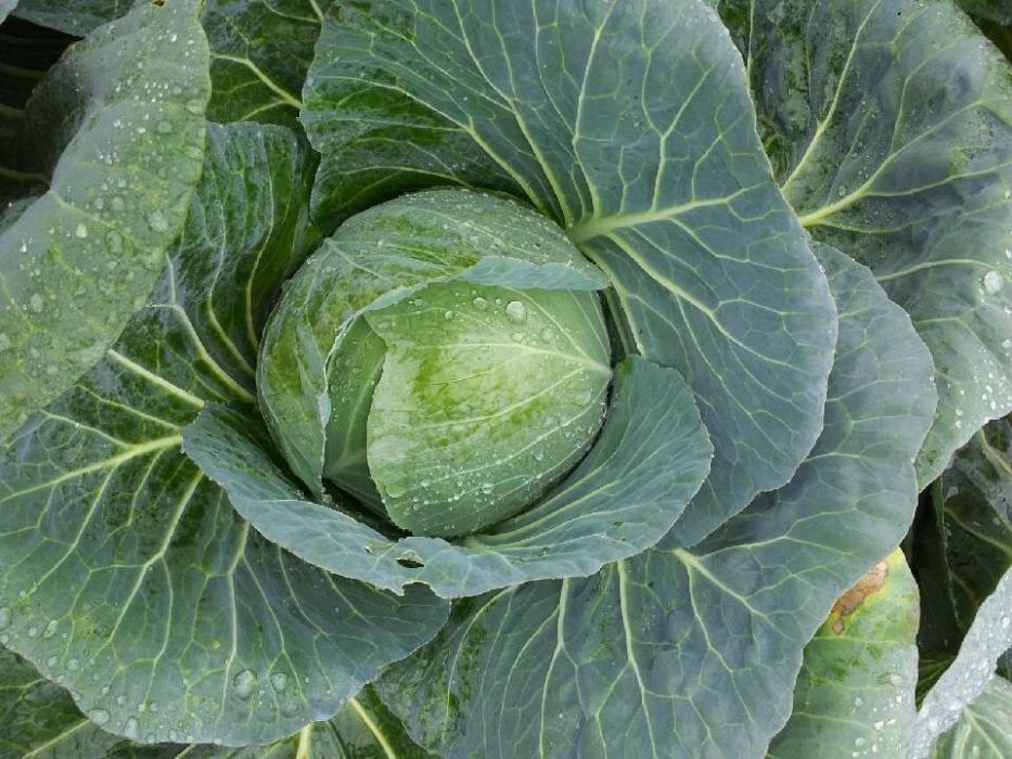 西園15號 西園15號