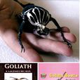 巨型甲蟲Goliathbeetles 巨型甲蟲Goliathbeetles