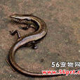 滑蜥 滑蜥