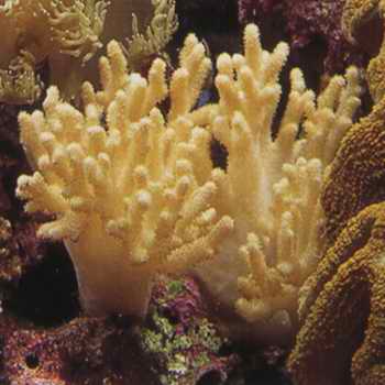 冠指軟珊瑚