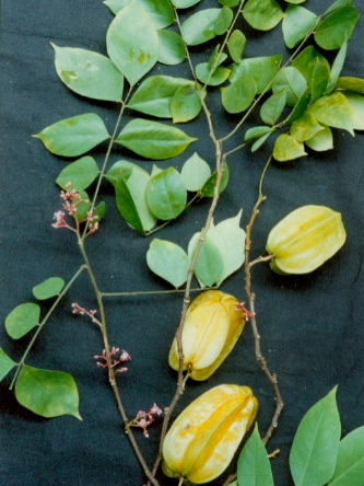 齊暾子油