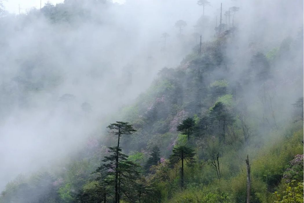 青草嶺 青草嶺