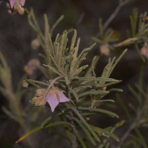 Guichenotia macrantha