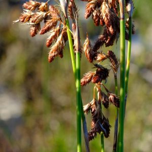 Thamnochortus paniculatus