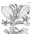 波葉土蜜樹 波葉土蜜樹