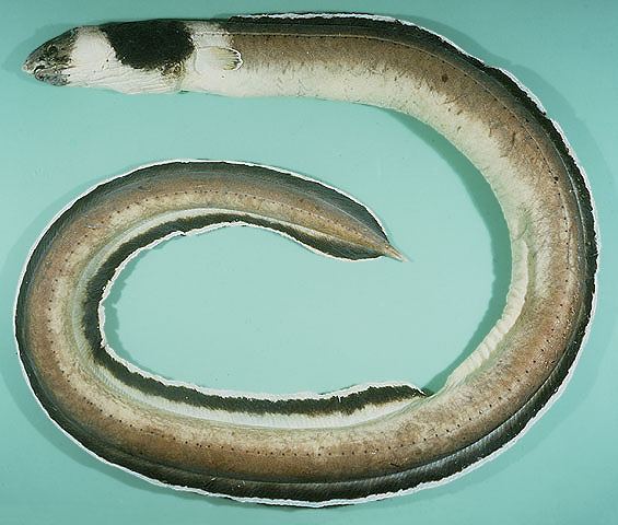 頸斑蛇鰻