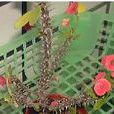 紅花麒麟 紅花麒麟