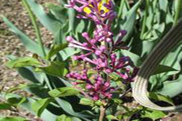 Syringa \x27Penda\x27 BLOOMERANG Syringa \x27Penda\x27 BLOOMERANG