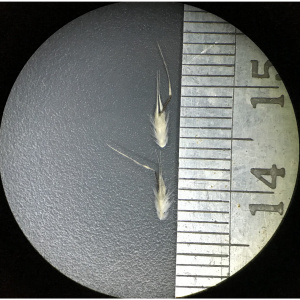 Rytidosperma dimidiatum
