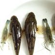 土才魚 土才魚
