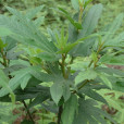五龍根(植物) 五龍根(植物)