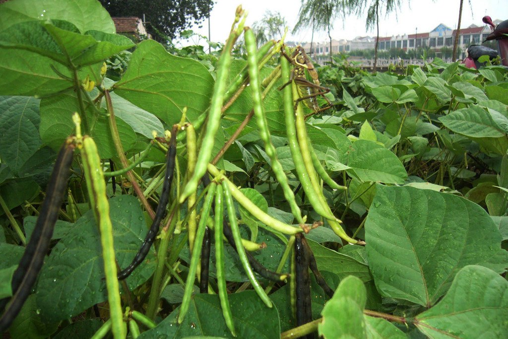 鄂綠5號 鄂綠5號