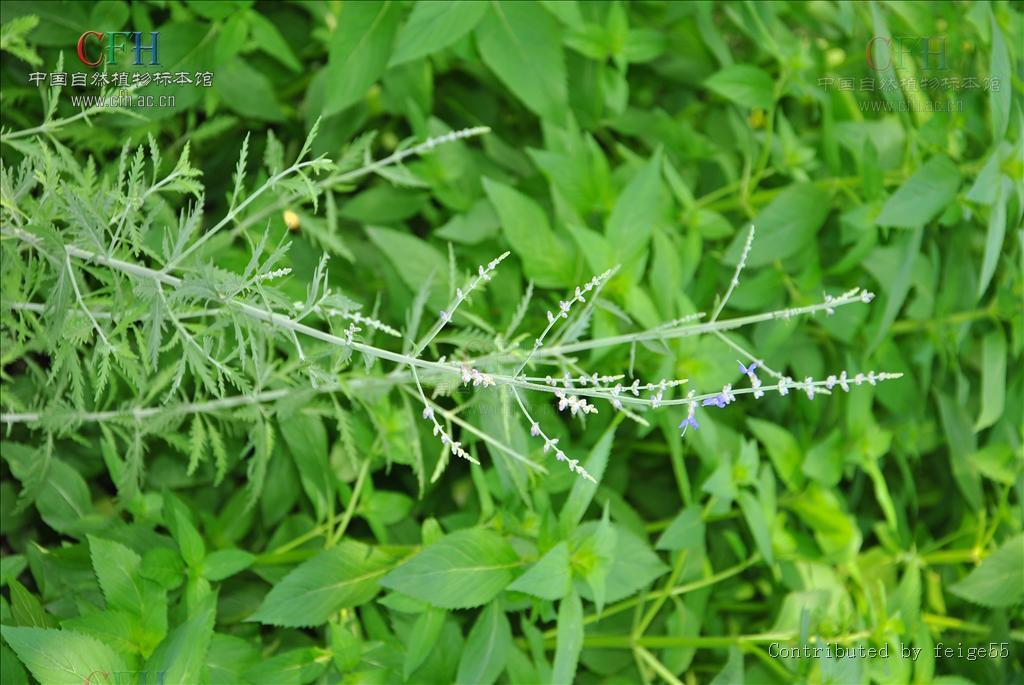 分藥花屬 分藥花屬