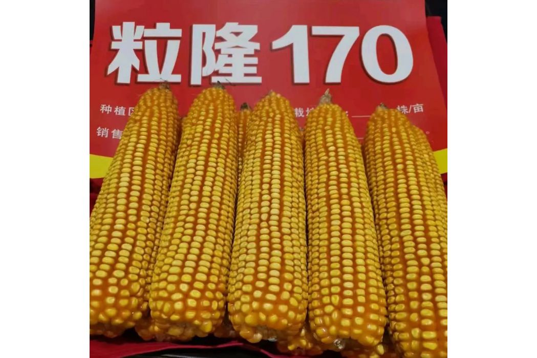 粒隆170 粒隆170