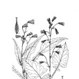 光苞毛鱗菊 光苞毛鱗菊