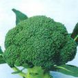 綠王(十字花科蕓薹屬植物) 綠王(十字花科蕓薹屬植物)