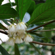 杜英(杜英科杜英屬植物)