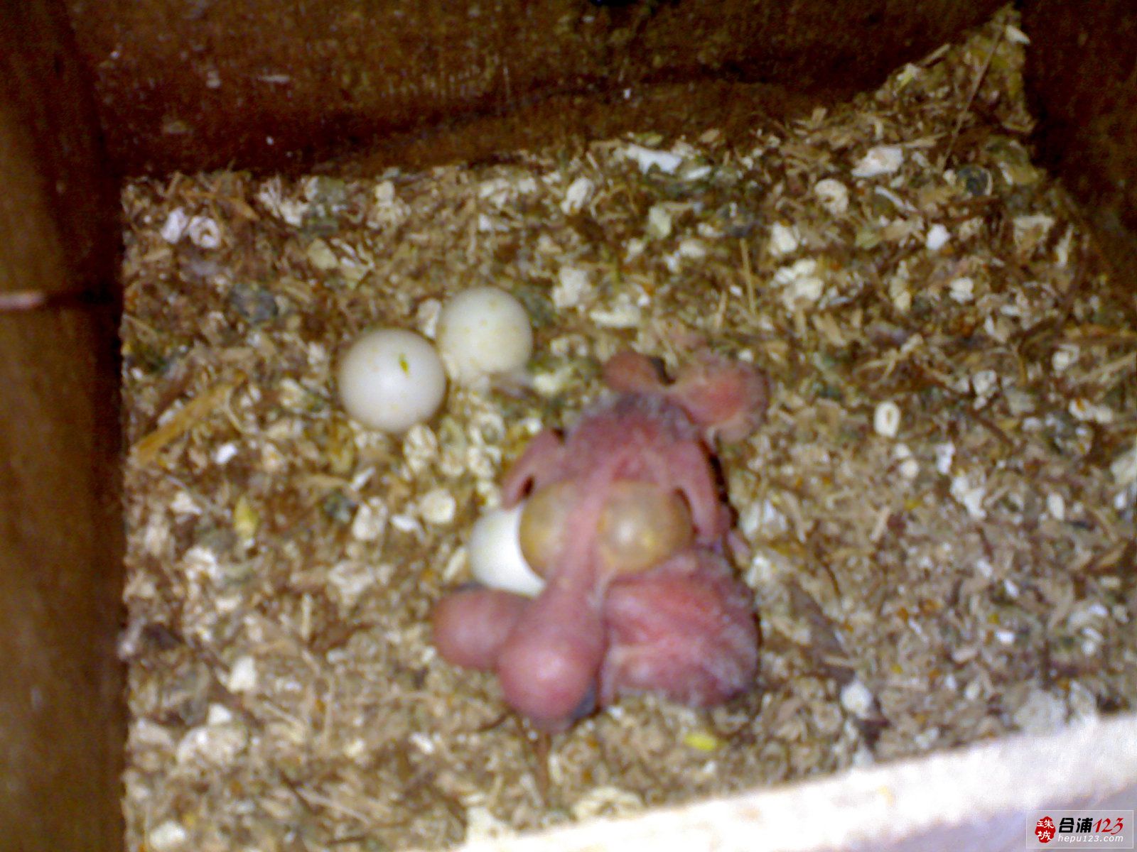 雲斑鸚鵡蛋