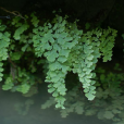 鐵線蕨(黑龍絲(黑龍絲)) 鐵線蕨(黑龍絲(黑龍絲))